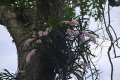 Rhynchostylis retusa